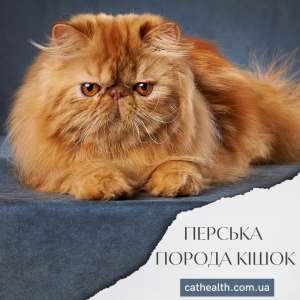 Перська порода кішок: історія виникнення, догляд, здоров'я, характер, утримання