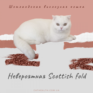 Неймовірний Scottish fold або шотландська висловуха кішка